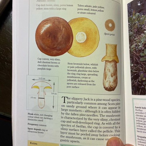 Easy Edible Mushroom Guide like new