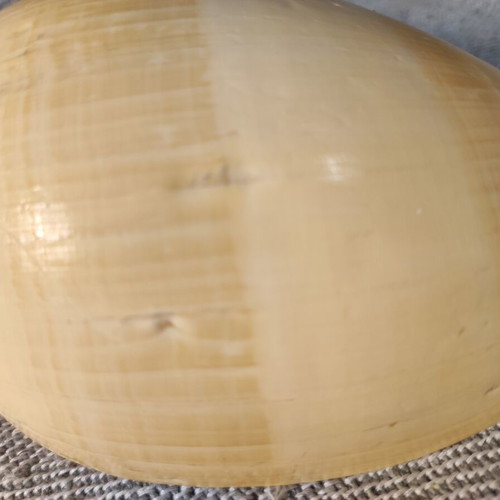 Melo Melo shell like new, 17x8x7 cm