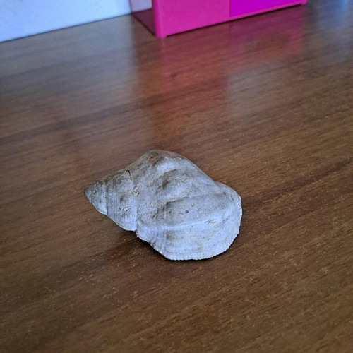 Shell used as shown