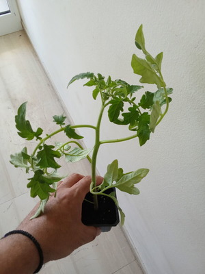 Tomato plants new, box of 5 pieces