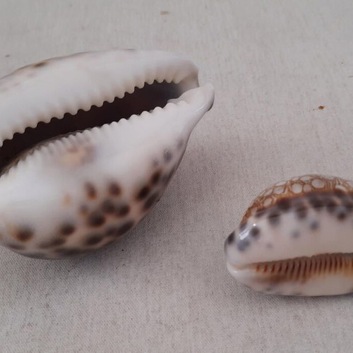 Sea shells used, pack of 5 pieces