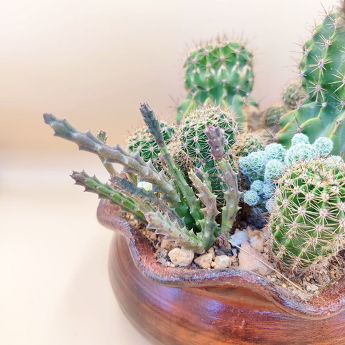 Cactus arrangement in ceramic pot new