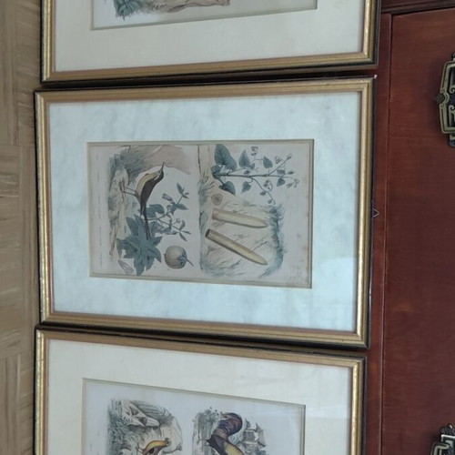 Set of 3 vintage natural history prints in gold frames