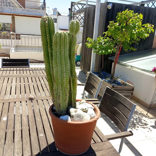 Cactus 15 years used in ceramic pot