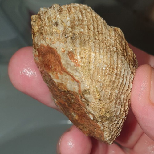 Lot of fossils and rocks from Greece new, educational collection