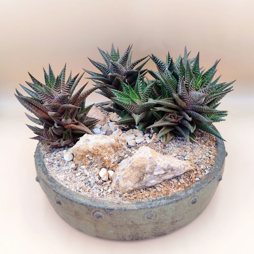 Haworthia limifolia bonsai pot new