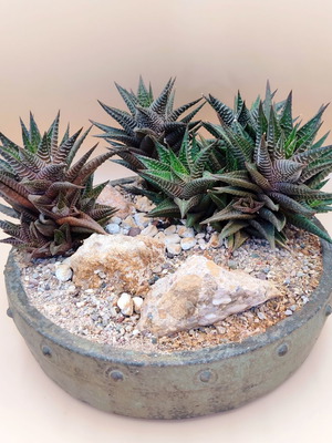 Haworthia limifolia bonsai pot new