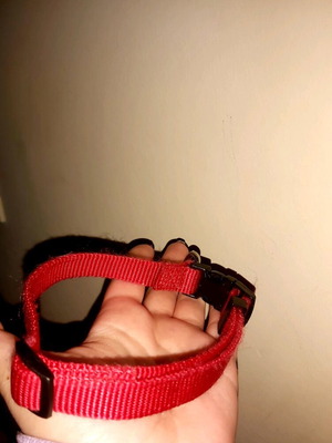 Small dog collar new, red