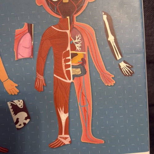 Apli Kids Magnetic Human Body Educational Game new