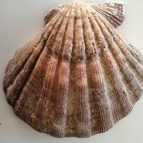 Lion's Paw Natural Seashell like new