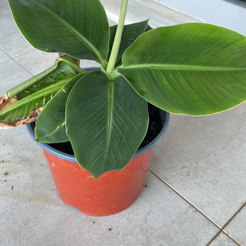 Banana plant 20cm new
