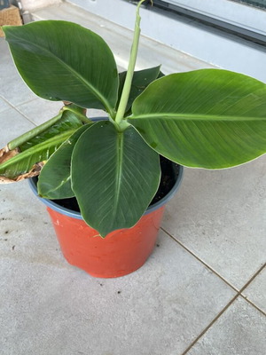Banana plant 20cm new