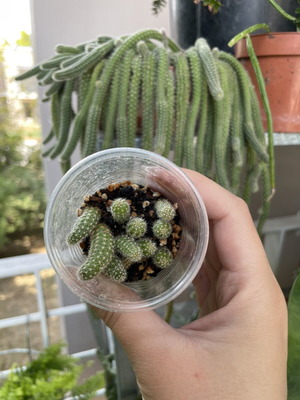 Aporocactus flagelliformis κάκτος ουρά αρουραίου