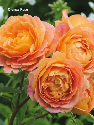 Orange Rose seeds, pack of 25, shrub variety