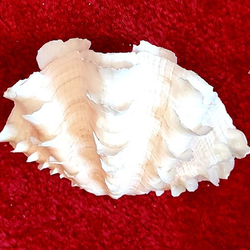 Tridacna Squamosa Seashell used, decorative coastal clam