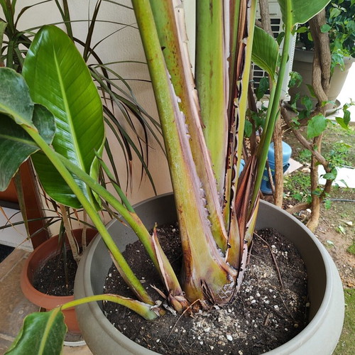 Strelitzia Nicolai plant like new, over 2 meters with pot and metal stand