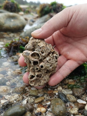 Fossils like new, coral and ancient shell