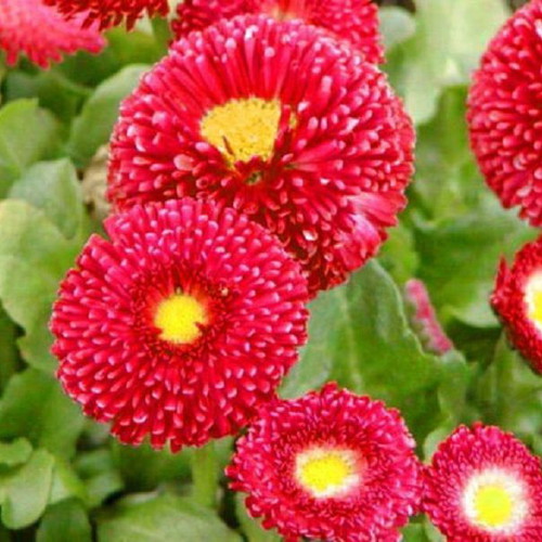20 Super Enorma Bellis Perennis Daisy Seeds ornamental plant