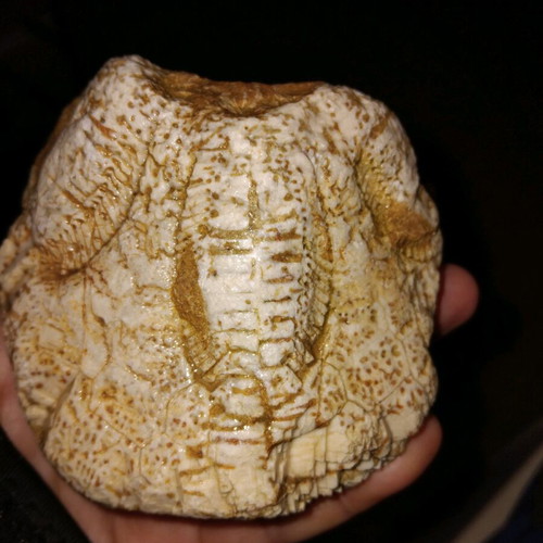 Sea Urchin Fossil used from Crete