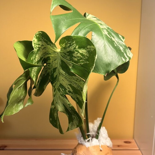 Monstera Bulbasaur Variegata large form, 18cm pot, 60cm height with strong variegation and fenestration