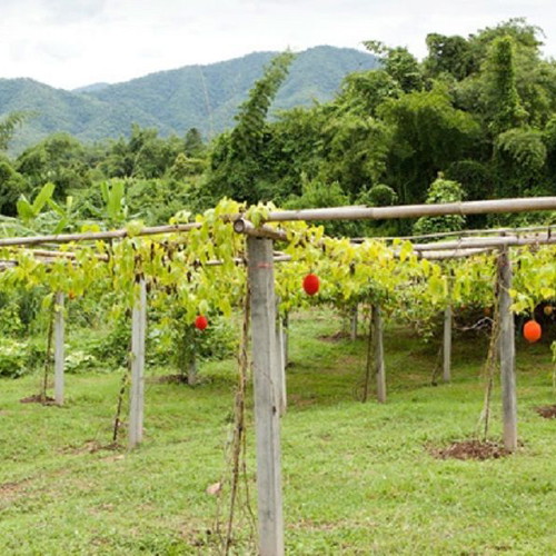 Gac Momordica cochinchinensis exotic fruit seeds like new, pack of 5