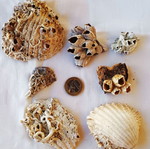 Barnacles and Shells Set new, ready to use