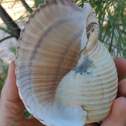 Tonna galea seashell, 11 cm, natural empty shell