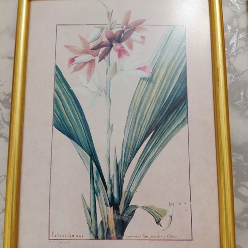 Set of three botanical prints in gold wooden frames