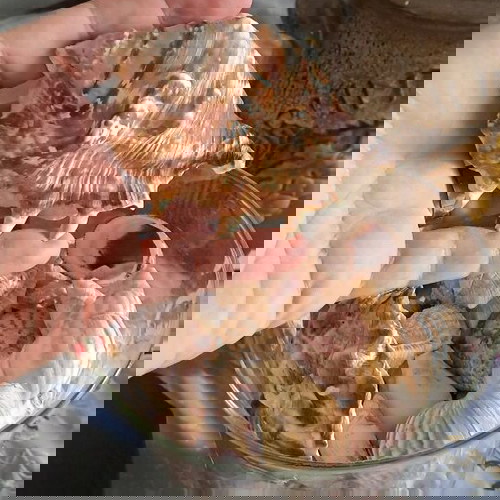 Βάζο με κοχυλάκια και αληθινά κοχύλια σε άριστη κατάσταση