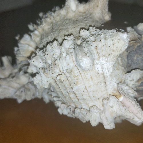 Shell 13cm used with pink beige gray colors