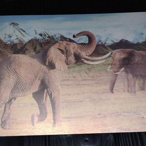 3D Decorative Wall Art with African Elephants Effect 39x29cm like new