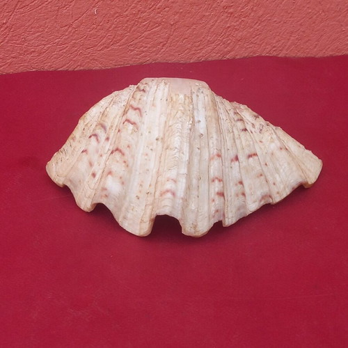 Large clam shell 20×14×10 cm, with hole for hanging or lamp