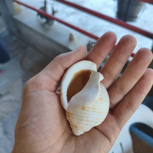 Seashells new, all together