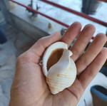 Seashells new, all together