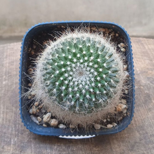 Notocactus graessneri albisetus cactus in blue plastic pot new