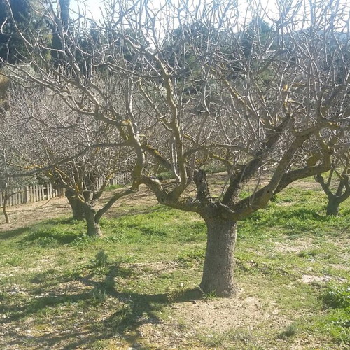 Land 10,250 sqm in Pallini buildable with building and facilities
