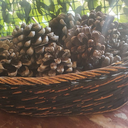 Basket with 15 pine cones