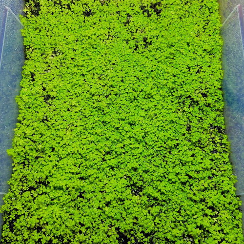 Micranthemum tweediei ‘Monte Carlo’ aquarium plant new