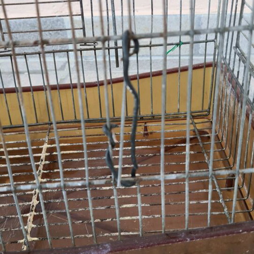 Birdcage used, small size with bottom grate