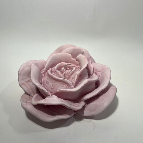 Wax rose purple, new