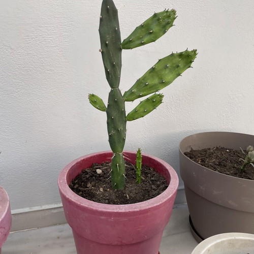 Cactus in a pot new