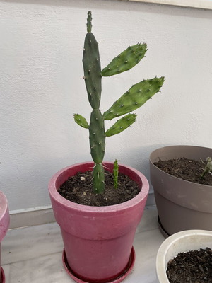 Cactus in a pot new