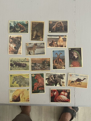 Chipita jungle stickers used, pack of 16