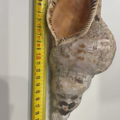 Triton Shell 22 cm new, unprocessed