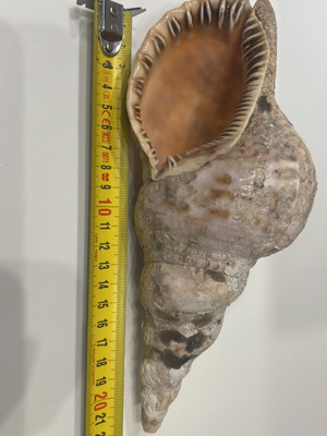 Triton Shell 22 cm new, unprocessed