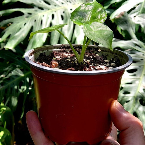 Alocasia odora baby plants new, healthy and resilient