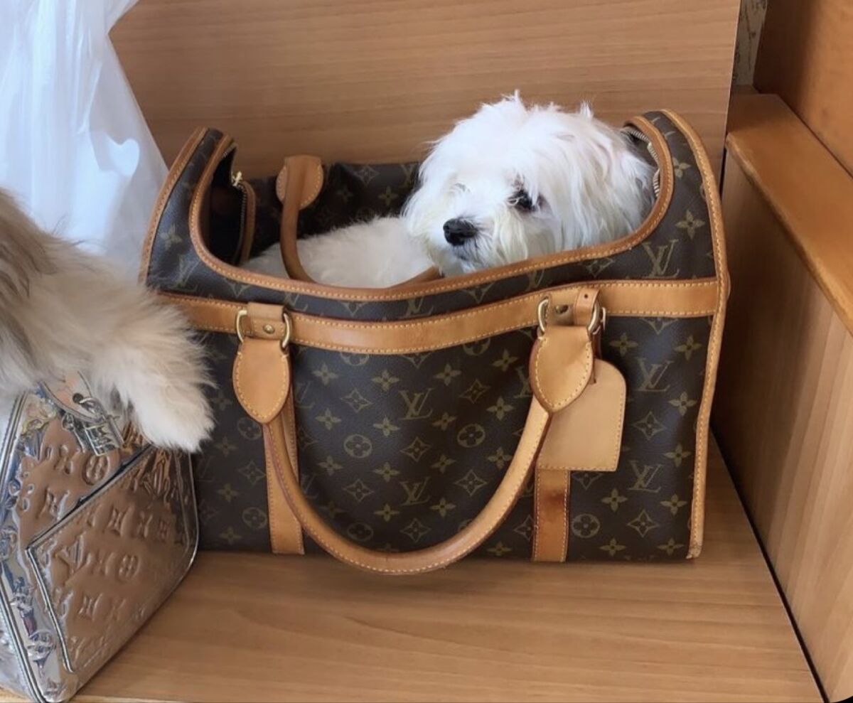 Louis Vuitton Dog Bag 420 00 Vendora