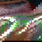  Σετ 5 Ραβδιών Χάρι Πότερ – Συλλεκτικά Αντικείμενα