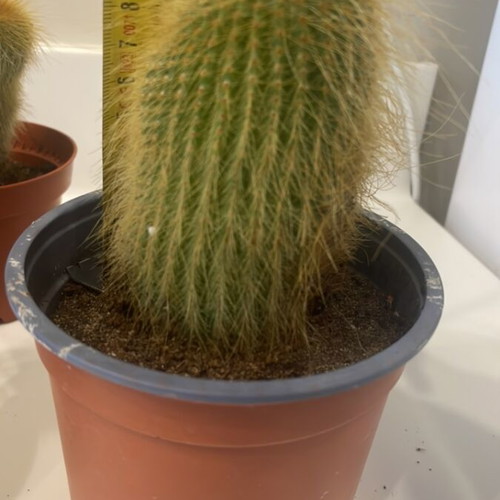 Cleistocactus cactus 10cm height new