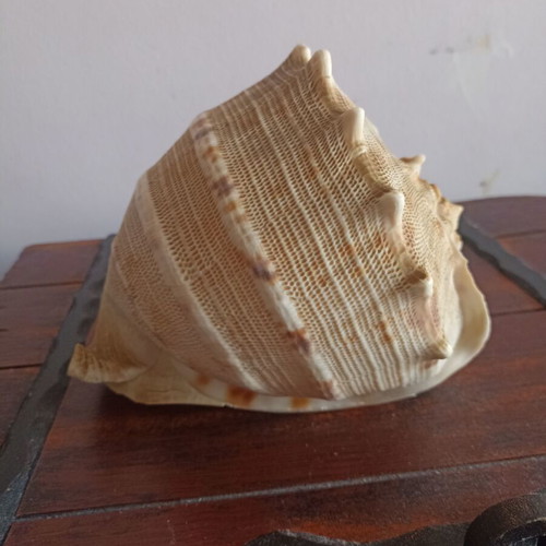 Cassis cornuta shell like new